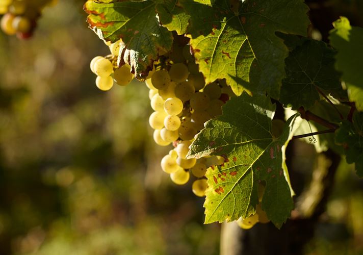 Wine Growing Regions